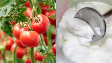 Є в кожному холодильнику: садівники назвали незвичний інгредієнт для підживлення помідорів