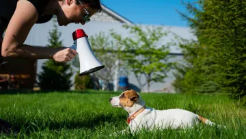 Собаки все розуміють: вчені з’ясували, як голос впливає на чотирилапих