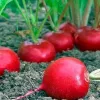 Що ще можна посіяти в серпні для врожаю до перших морозів: перелік найпопулярніших культур