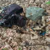 Рештки двох українців виявила ДПСУ у Карпатах: один з них раніше намагався незаконно перетнути кордон