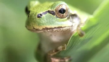 Жаби можуть допомогти побороти рак: японські вчені зробили сенсаційне відкриття