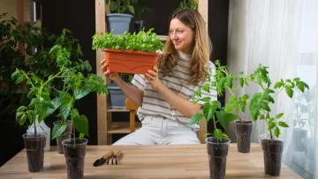 Жінка з Кіровоградщини дістала строк через помідори й перці: панянка поцупила майже 3 тис. саджанців