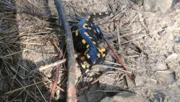 «Розвелось дуже багато»: у Карпатах помітили унікальну й дуже небезпечну амфібію – чим вона загрожує людям