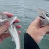 «Зловив акулу в Дніпрі»: фейк, нейромережа чи сенсація – що насправді на фото
