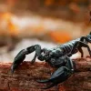 Учені з’ясували, які метали зміцнюють тіло скорпіонів: залізо, цинк і марганець роблять їхню зброю надміцною