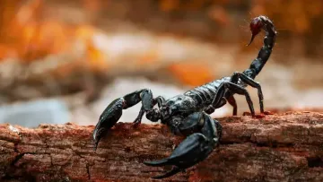 Учені з’ясували, які метали зміцнюють тіло скорпіонів: залізо, цинк і марганець роблять їхню зброю надміцною