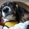 Собак – обов’язково, а котів – за бажанням: у київських ЦНАПах офіційно реєструватимуть домашніх тварин 