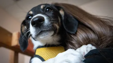 Собак – обов’язково, а котів – за бажанням: у київських ЦНАПах офіційно реєструватимуть домашніх тварин 