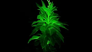 Китайські вчені створили рослини, що світяться в темряві: новий прорив у біотехнологіях