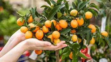 Фрукти, не виходячи із квартири: що саме можна успішно вирощувати вдома