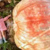Британець виростив найбільший гарбуз у світі: він важить майже 1,3 тонни