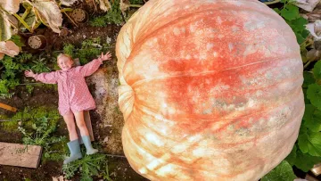 Британець виростив найбільший гарбуз у світі: він важить майже 1,3 тонни