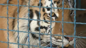 Директора звіринця з Одеси можуть посадити за ґрати, мов хижу тварину: що накоїв чоловік