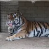 З миколаївського зоопарку втік хижий звір: хто саме чкурнув зі звіринця та чи варто переживати людям