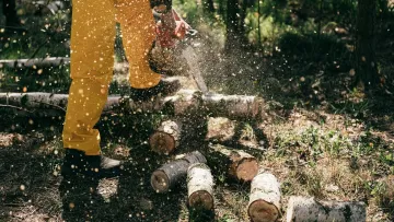 В Києві хочуть знищити 35 тисяч дерев: столичні активісти б'ють на сполох