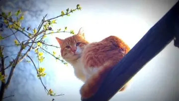 Яка погода завтра, 11 березня: коли і де буде мінусова температура і чи очікуються опади