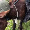 Бутусов показав трофейного віслюка: українські військові захопили новинку «другої армії світу» 