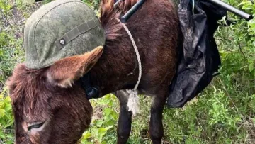 Бутусов показав трофейного віслюка: українські військові захопили новинку «другої армії світу» 