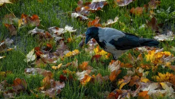 Ворони шокували вчених у складному тесті на інтелект: результат перевершив очікування