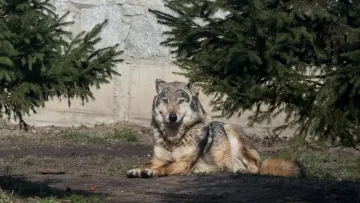 Вовк вкусив жінку прямо посеред європейського міста: в якій країні стався незвичний інцидент