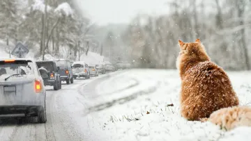 Україну накриє морозами: синоптики попереджають про різке зниження температури з суботи