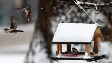 Українські міста засипало снігом: соцмережі вибухнули зимовими фото та відео