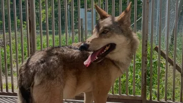 У Києві вовк два роки жив у квартирі на Оболоні: дикий звір напав на власницю та покусав її