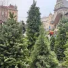 Живі ялинка чи сосна на Новий рік можуть негативно вплинути на здоров'я: експерт розповів, чим вони небезпечні