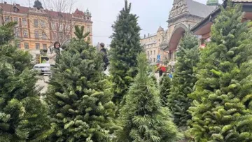 Живі ялинка чи сосна на Новий рік можуть негативно вплинути на здоров'я: експерт розповів, чим вони небезпечні