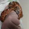 Жила з військовими на фронті два роки, а тепер з волонтерами в Івано-Франківську: історія змії Оленки