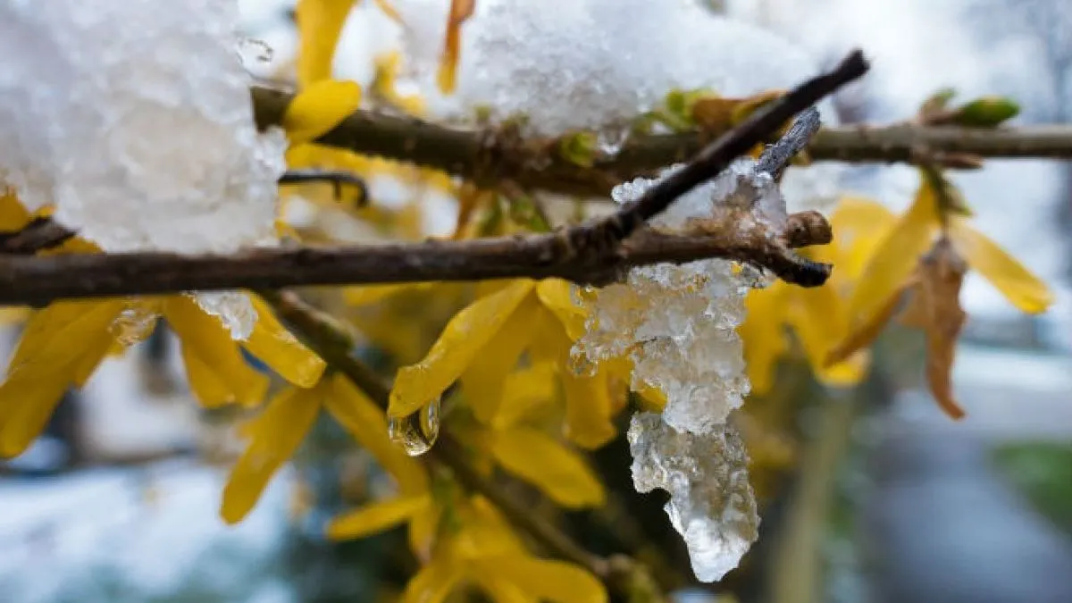Яка погода завтра, 3 березня: синоптики прогнозують невеликий сніг та вітер