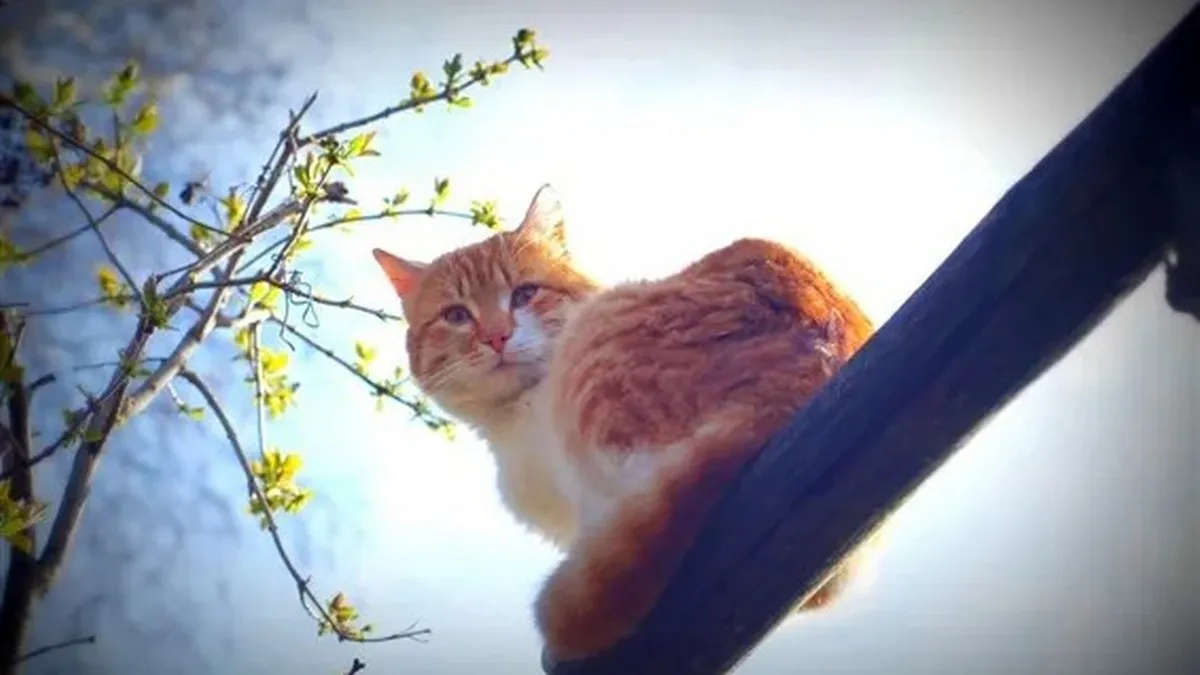 Яка погода завтра, 11 березня: коли і де буде мінусова температура і чи очікуються опади