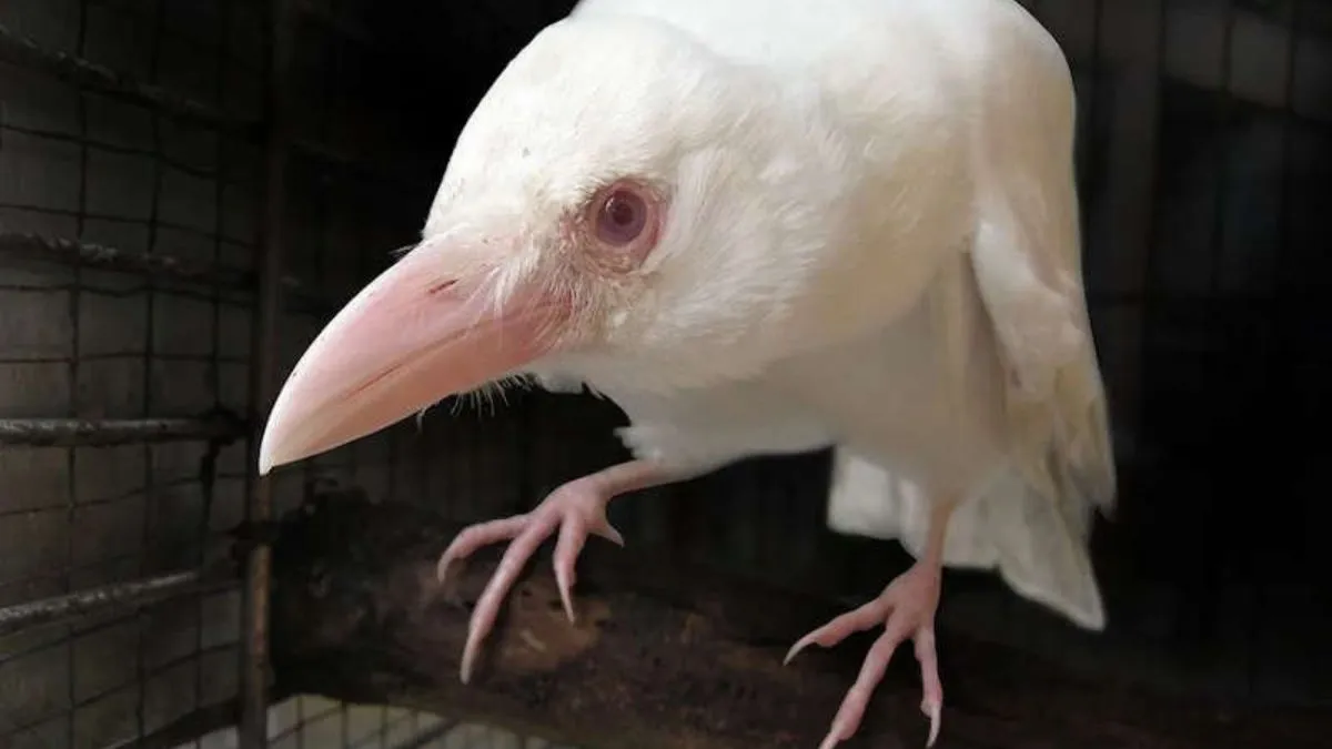 «Спричинене мутаціями»: у Києві помітили ворону з дуже дивним забарвленням пір'я – фото птаха