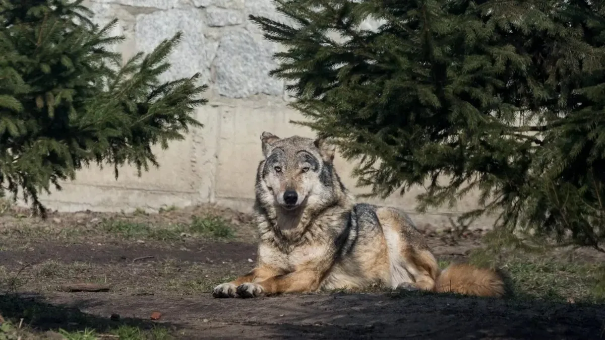 Вовк вкусив жінку прямо посеред європейського міста: в якій країні стався незвичний інцидент