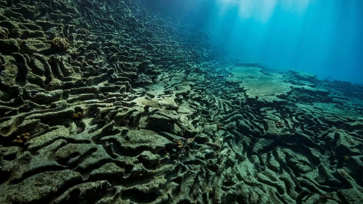 Древній вулкан на дні Тихого океану став місцем гніздування: вчені дізналися, хто відкладає там золотисті яйця