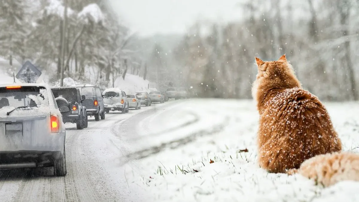 Україну накриє морозами: синоптики попереджають про різке зниження температури з суботи