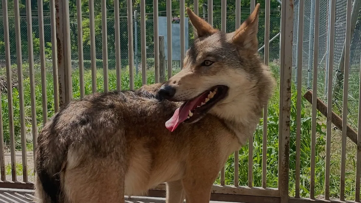 У Києві вовк два роки жив у квартирі на Оболоні: дикий звір напав на власницю та покусав її