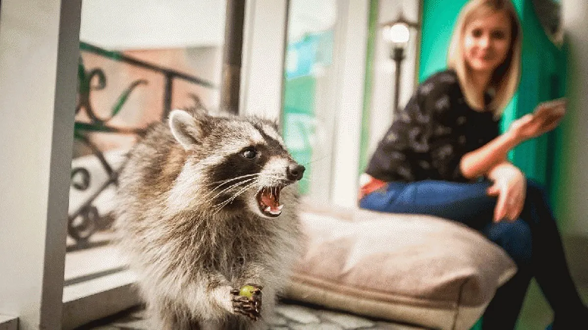 Міські єноти еволюціонують: в США вони стають схожими на домашніх тварин через людей