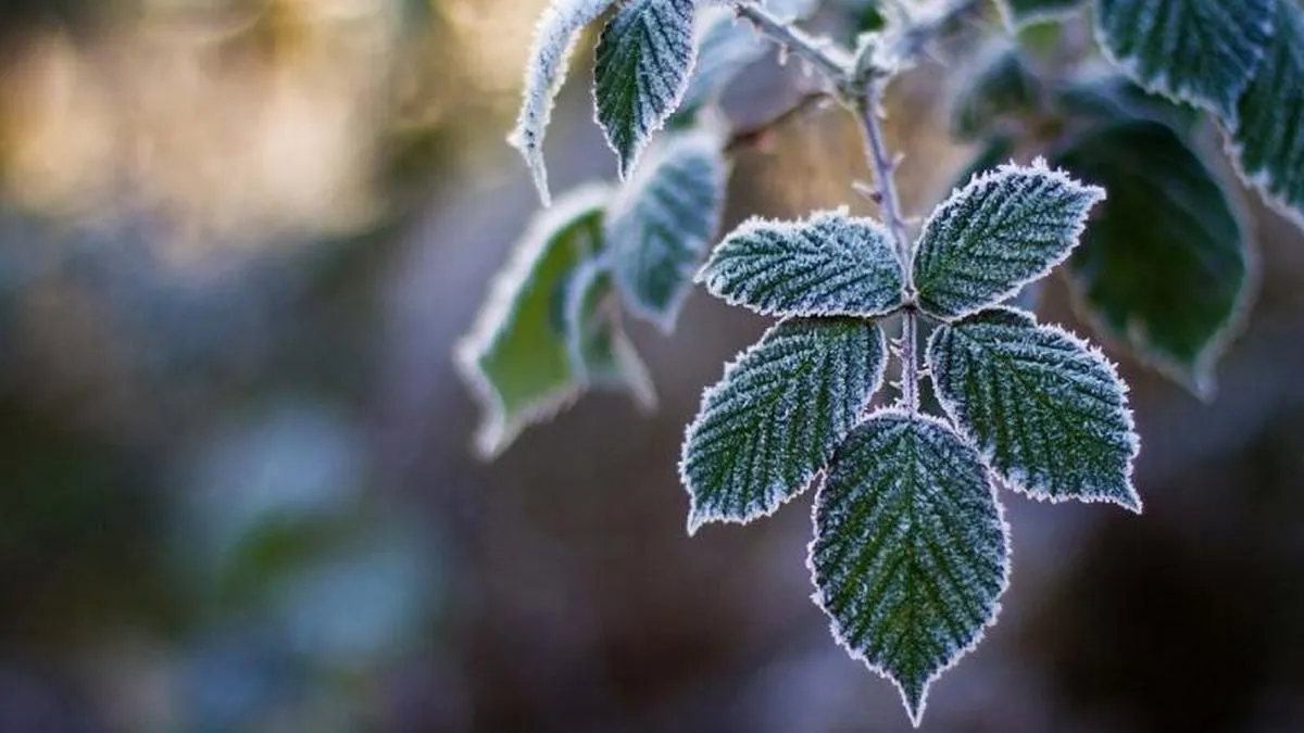 Яка погода завтра, 1 травня: синоптики попередили українців, у яких областях очікуються заморозки