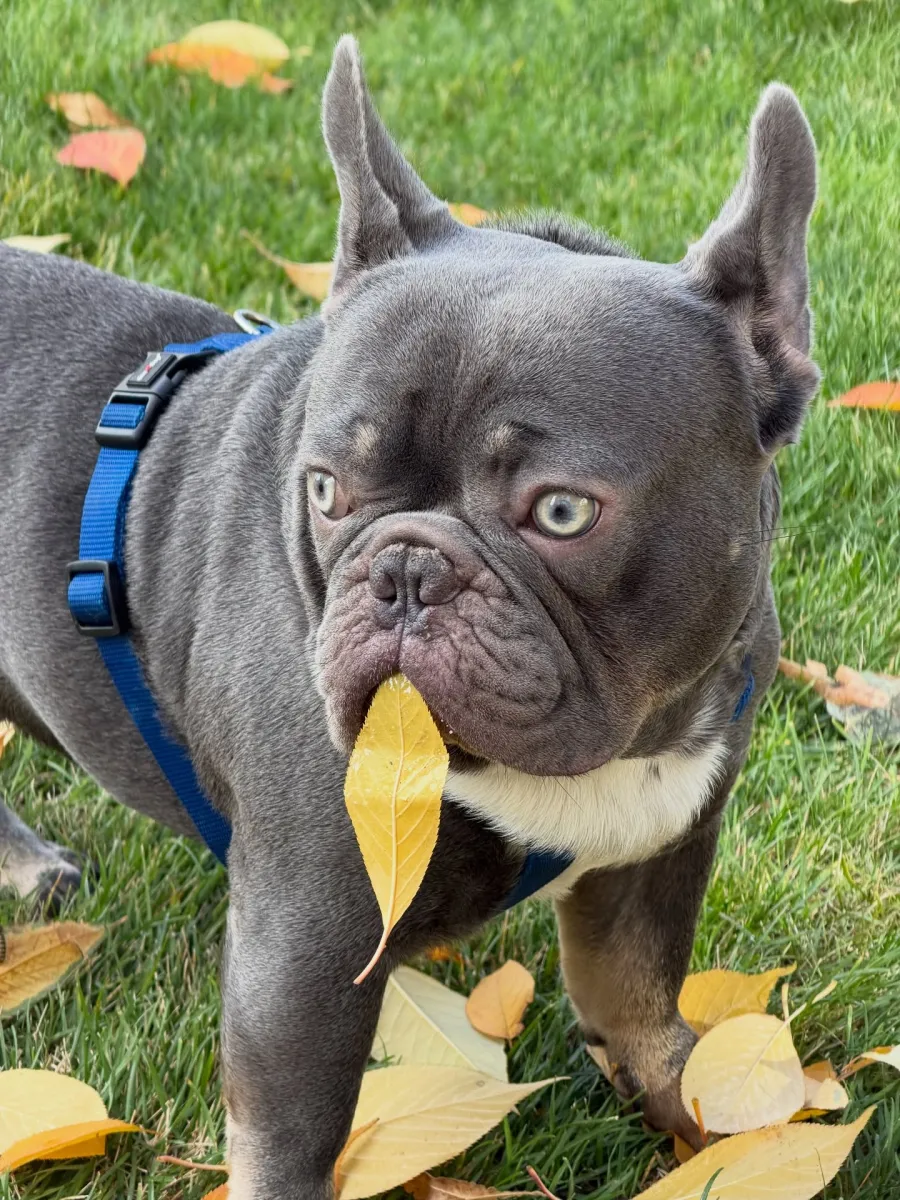 бадоєв, пес