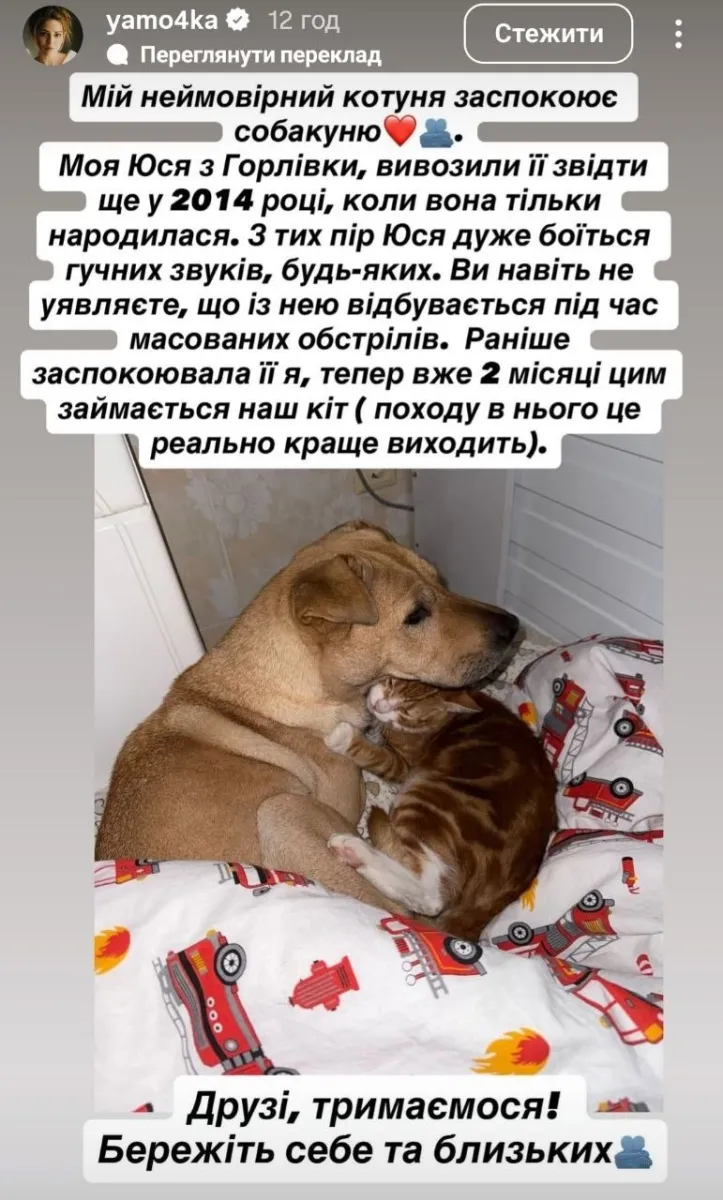 глущенко, обстріл, кіт, собака