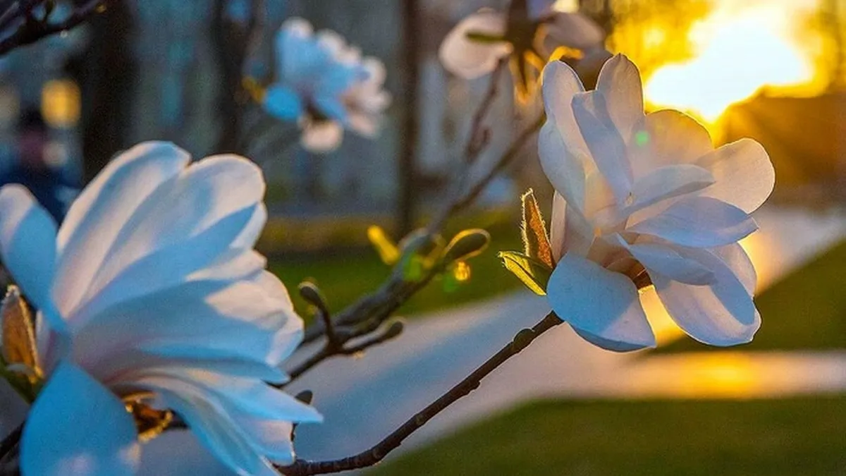 Яка погода завтра, 15 березня: синоптикиня прогнозує сонячну неділю, але з вітром