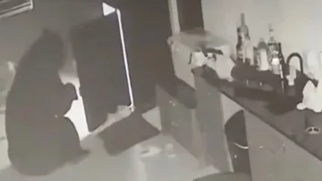 Ведмідь-алкоголік завівся у Флориді: тварина влізла до будинку і вкрала спиртне з холодильнику – відео