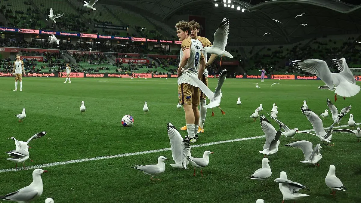 Немов з фільму жахів Хічкока – в Австралії зграя птахів ледь не зірвала футбольний матч: відео з Мельбурна