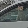 Кішка «угнала» автомобіль та влаштувала ДТП: відео курйозного інциденту в Казахстані підірвало мережу