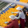 Там, де потрібні руки та уважність: українка в Іспанії розповіла, як знайти роботу в цій країні