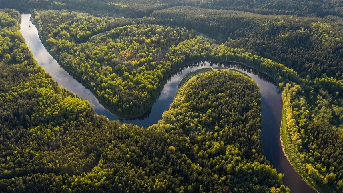 амазонія, ліс