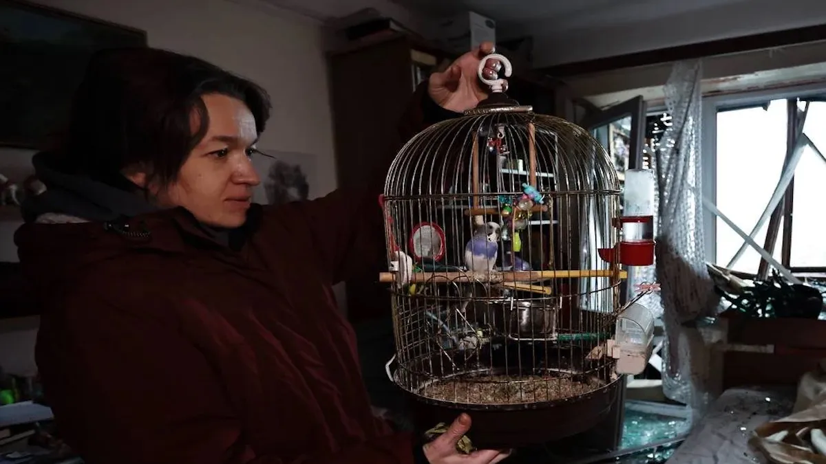 Думали, що вибух убив Ромео: папуга дивом вижив у пошкодженій після обстрілу квартирі – неймовірна історія