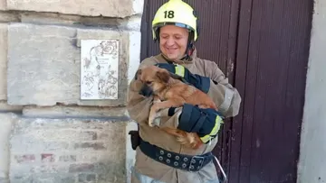 «Він вижив попри все»: ДСНС показала зворушливе відео порятунку собаки з-під завалів