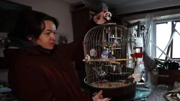 Думали, що вибух убив Ромео: папуга дивом вижив у пошкодженій після обстрілу квартирі – неймовірна історія